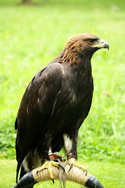 aquila eagle
