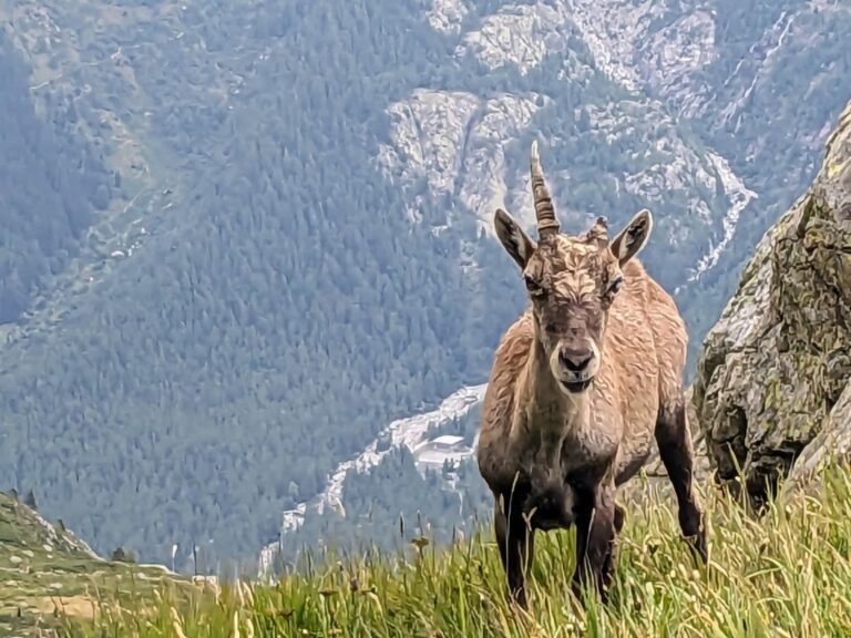 Ibex, close up in the mountains