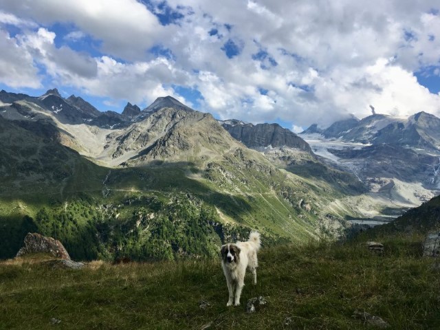 Pyreneen sheepdog near Gruben on the Haute Route - a great self-guided trekking trip