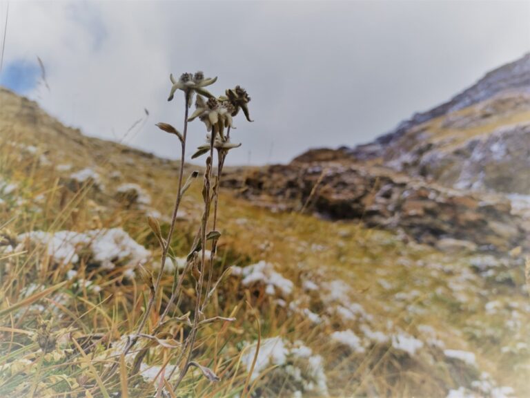 Edelweiss on the Walkers' Haute Route